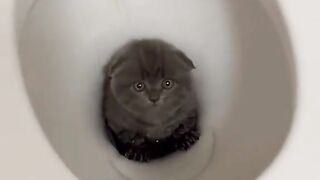 Funny cat