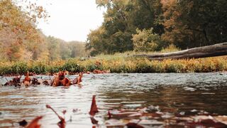 The nature