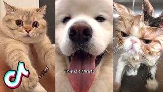 Cute Animal TikToks that Might Eat Your Homework