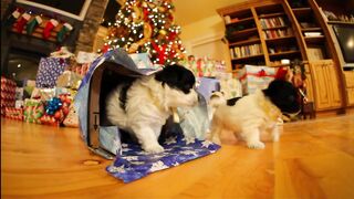 funny christmas puppies ????????????❤❤❤