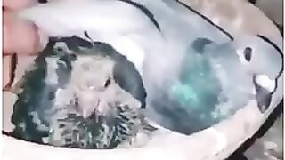 Heart touching video