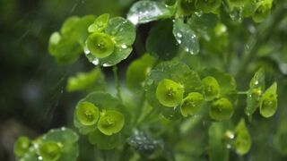 Downpour | A short film celebrating love, fate, and Irish rain