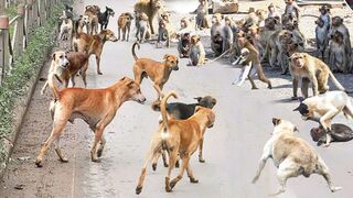 Chaos in India! Angry Monkeys Pulling Together To The Village kill All Dogs To Avenge For Their Baby
