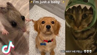 I Found Some Adorable Animal TikToks For You
