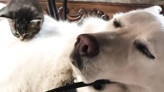 Идеальное место для сна