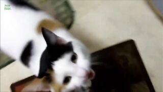 Funny  cute Cats/2