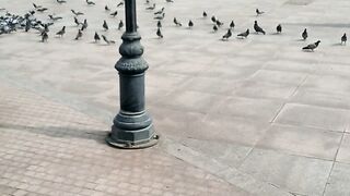 Pegions in kaba