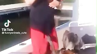 Cute and funny animals