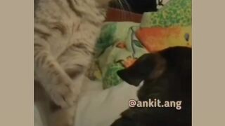 Funny video