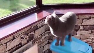 FUNNY CAT #shorts (ABDULLAH 13)