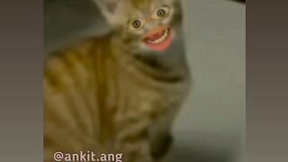Funny video