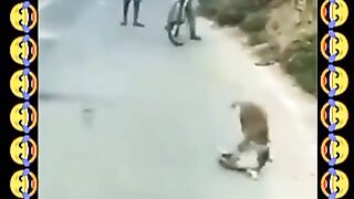 Funny kabbadi b/w Dog and Monkey