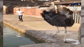 Funny animal attack. 99% try very hard to not laugh.