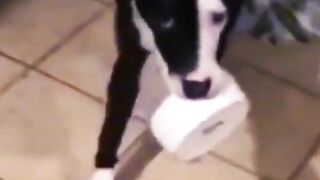 Tik tok video