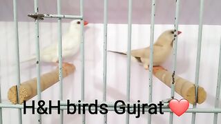 Finches