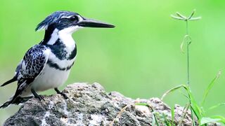 Nature's Harmony: A Calming Instrumental Experience"