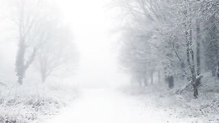 Snow forest