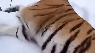 Cat became a mother to a panther