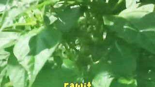 Chili hot