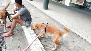 13 year old Dog meets 2 year old Dog