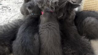 Mama Greybelle’s morning