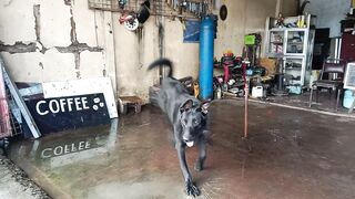 Big ????‍⬛ Black Dog ????