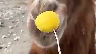 Camel Hate Lemon Taste
