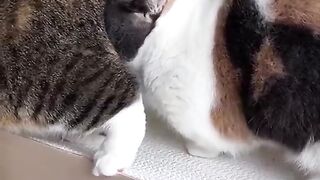 Cats Know How to Seduce Partner