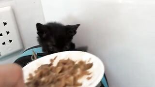 Hungry kittens learn to eat and play with their foster mother
