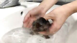 Help the kittens bathe and drink milk on the first day of adoption.