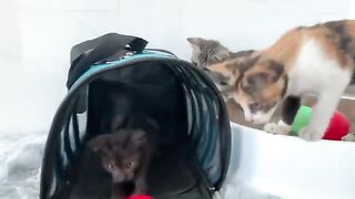 Rescued kittens play with small balls for the first time