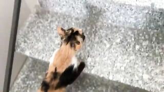 The kittens have begun weaning and are learning to eat solid food.