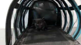 The first time I bathed my kitten, I was very gentle so it wouldn't cry but...