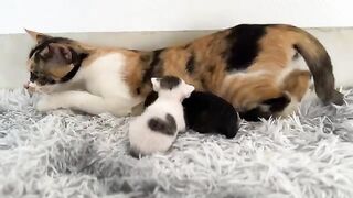 Two kittens choose to go to sleep when their foster mother is not home.