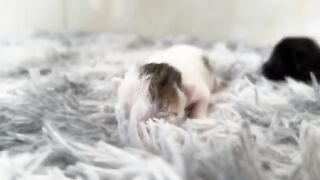 Take a look back at 24 hours in the life of TWO adorable kittens learning to walk!