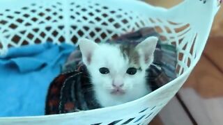 Foster Mother Frenzy Kitten's Surprising Reaction to Milk Request!