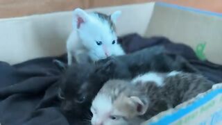 3 kittens drink formula, get eye care, are stimulated to clean themselves and go to sleep