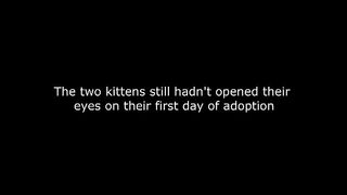 Full story of two rescued kittens after 15 days of care. Can you see them growing a little?