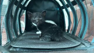 Syringe for hungry kittens, kittens are eagerly waiting! Can you see them growing a little?