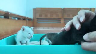 Foster Mother Cat vs Human Care Which is BEST for Rescue Kittens?