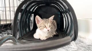 Kittens Take Their FIRST STEPS and It's Adorably Shocking!