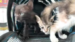 I Adopted Kittens and Found the BEST Way to Ensure Their Happiness