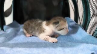 Lonely kitten the size of your palm, reveals the first day the kitten drank milk after being adopted