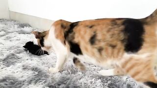 I adopted a kitten and got a nice surprise on the 17th day