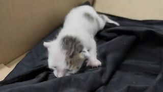 From a Syringe – 17-Day-Old Rescue Kitten Can Now Drink Water From Its Foster Mother