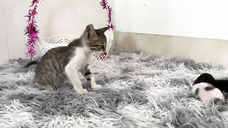 Kittens are nursed after the mother cat cares for the rescued kittens.