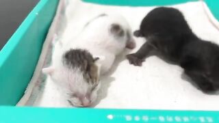 The CRAZY Thing That Happens When a Kitten Poops for the First Time