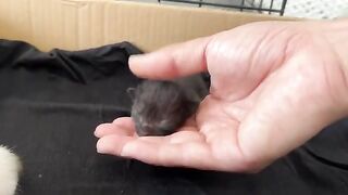 A Perfect Day with the Foster Cat of Two Rescued Kittens