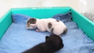 Rescued kittens get their first taste of milk from their foster mothers