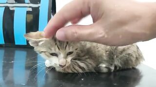 What If You Adopted a Kitten and an Older Cat at the Same Time